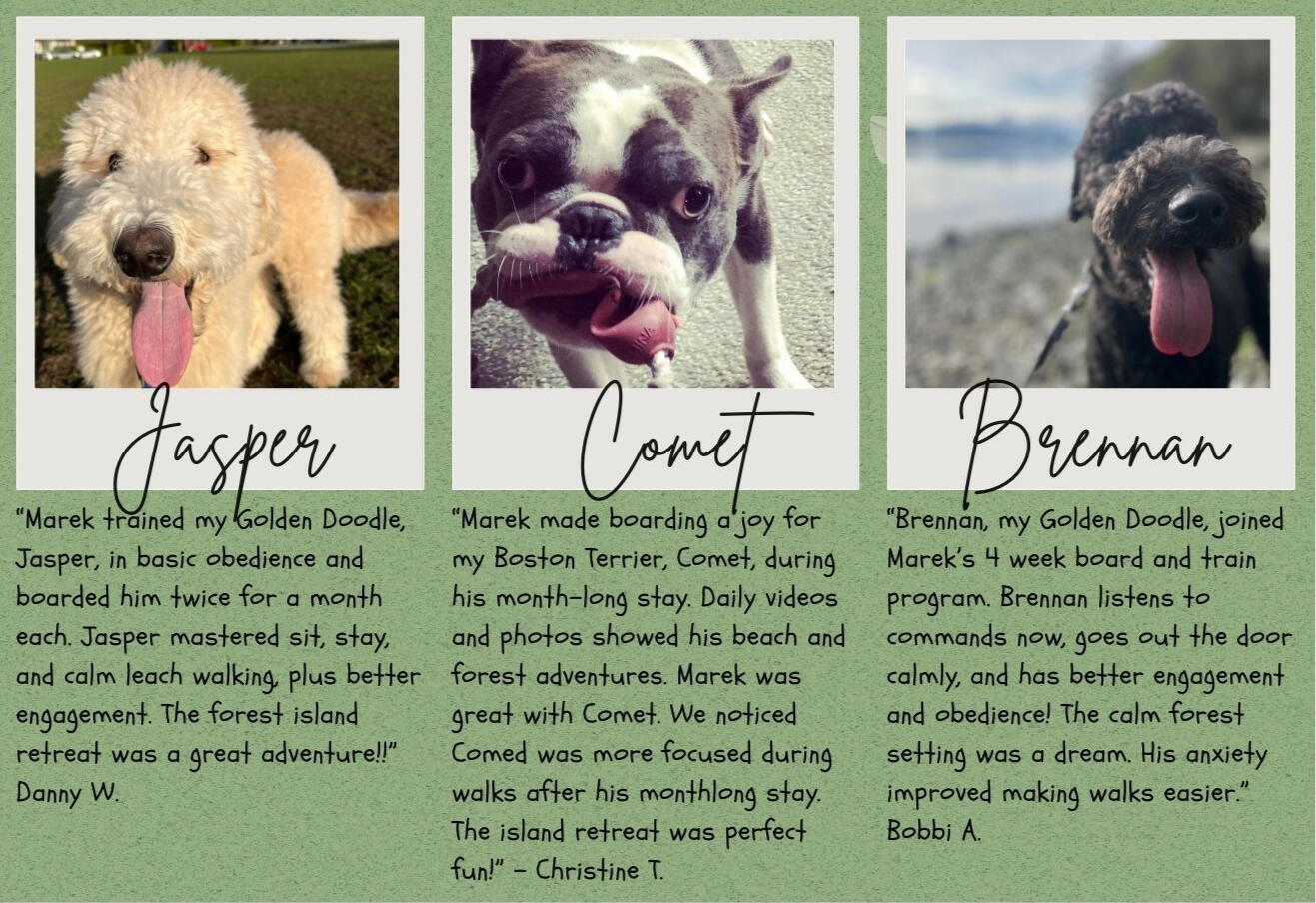 Brennan the Golden Doodle